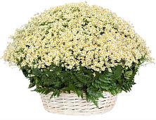 Цветочная композиция из Ромашки в корзине #REPLACE_PRED# Зеленокумске